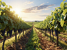 Российская разработка поможет виноделам выращивать виноград без химии