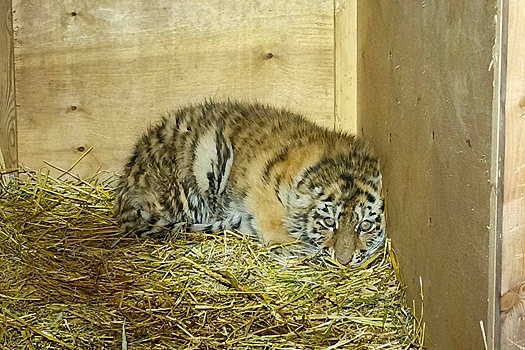 В Хабаровском крае спасли тигренка