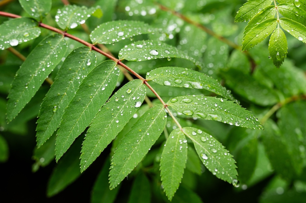 Растения оказались способны слышать и реагировать на стук капель дождя