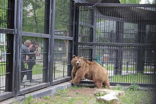 Зоосад: «Бесплатного прохода к вольерам больше не будет»