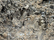 Медведь вышел к людям в СНТ под Тюменью