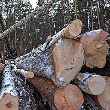 Разрешающий запрет. Как поправки "Слкг народа" нивелируют закон о вырубке карпатских лесов