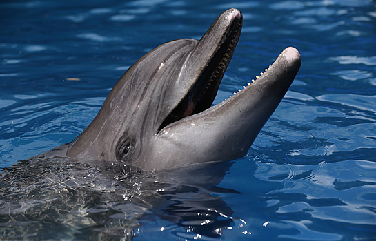 Первый в Сибири дельфинарий открылся в Новосибирске