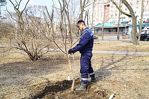 В Хабаровске подготовлен план посадок на следующий год