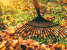 Эксперты объяснили, безопасно ли оставлять опавшую листву на газонах