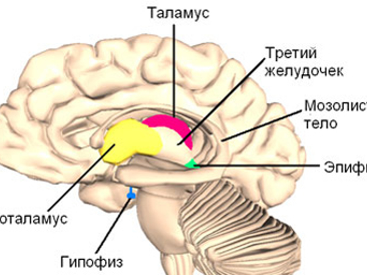 Функции гипоталамуса промежуточного мозга. Таламус и гипоталамус функции и строение. Каковы функции таламуса и гипоталамуса. Таламус и гипоталамус функции и строение. Промежуточный мозг таламус функции кратко.