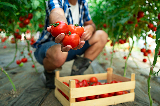 Овощи и ягоды нового урожая в этом году появятся в продаже позже, чем обычно