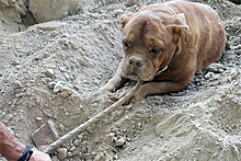 Француз спас похороненную заживо собаку