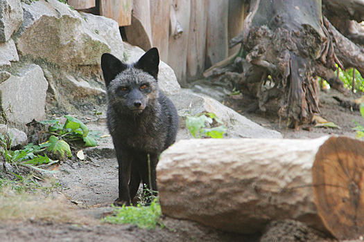 «С предыдущим не ужилась»: лисице из Екатеринбургского зоопарка привезли нового друга