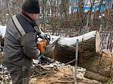 В Курске убирают деревья, поваленные ветром на историческом Никитском кладбище