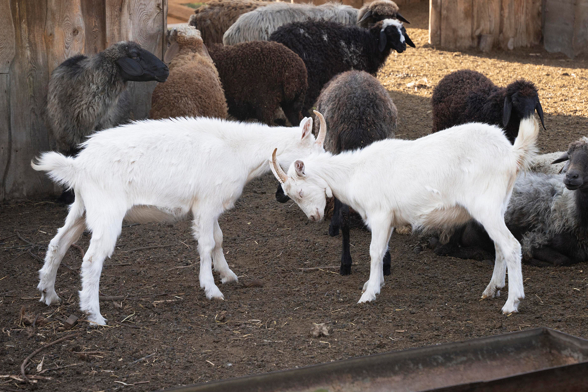 Хозяин знаменитых бутовских коз рассказал про попытку их похищения