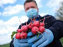 Россия прекратила экспорт органической продукции