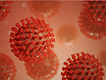 Вирус, выявленный в Пекине, возможно имеет европейское происхождение