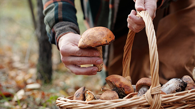 Где искать грибы: советы профессионалов