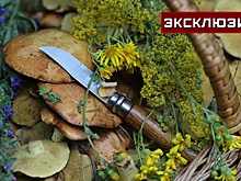 Миколог назвал опасную для здоровья особенность съедобных грибов