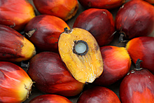 Ученые нашли связь пальмового масла и развития рака