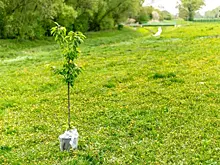 В Новокуйбышевске проходят дни защиты природы