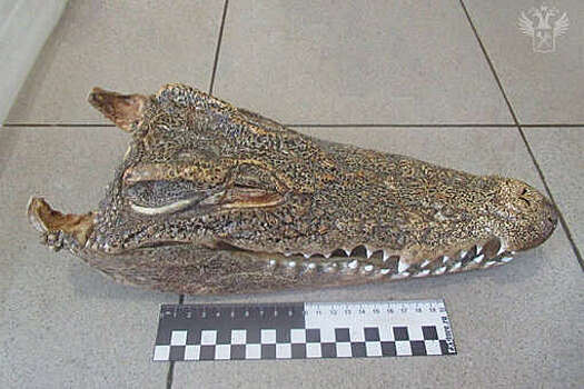 ФТС: в аэропорту Новосибирска у туристки нашли сушеную голову крокодила