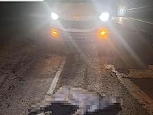 В Курском районе под колесами авто погибла косуля