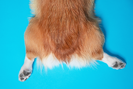 Породы собак без хвоста – ТОП-20 с фото и названиями