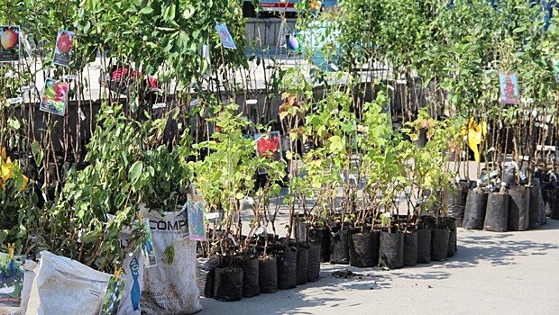 На ярмарке в Зуевке обнаружили нелегальный посадочный материал