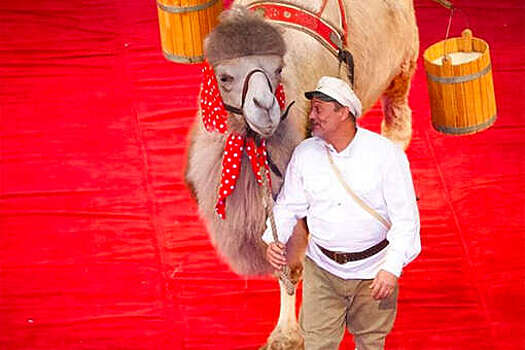 В пермском ЧОПе заявили, что не наносили побоев сотрудникам цирка