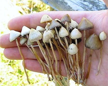 Полиция перехватила партию «волшебных» грибов
