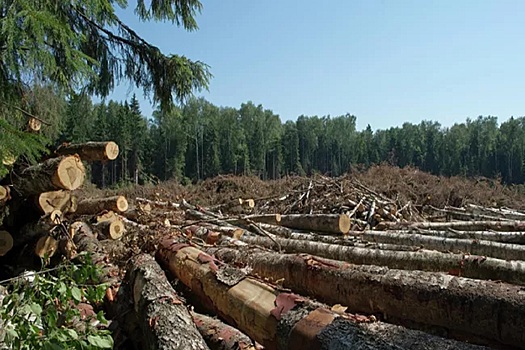 В Прикамье наращивают производство лесопродукции