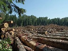 В Прикамье наращивают производство лесопродукции