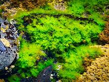 В российской Арктике обнаружили новый вид водорослей