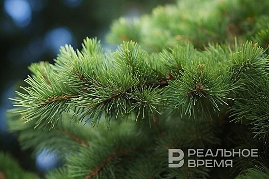 Более половины казанцев предпочитают ставить искусственные елки на Новый год