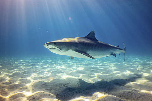 В Египте тигровая акула загрызла россиянина