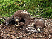 Орнитологи подтвердили стабильность популяции белоплечих орланов в Хабаровском крае
