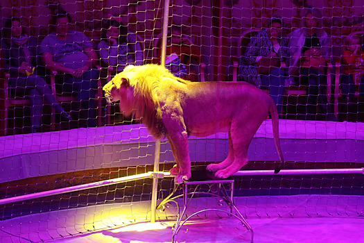 В Назрань приехал цирк-шапито из Санкт-Петербурга