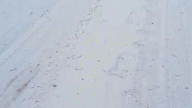 На дороге рядом с селом в Кузнецком районе нашли следы медведя