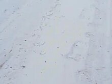 На дороге рядом с селом в Кузнецком районе нашли следы медведя