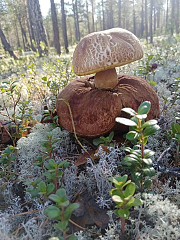 В тундре ЯНАО нашли двухэтажные грибы-мутанты