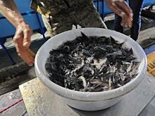 Омский НПЗ выпустил в Иртыш свыше 140 тысяч мальков стерляди