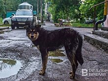 В Татарстане сократилось число пострадавших от укусов собак