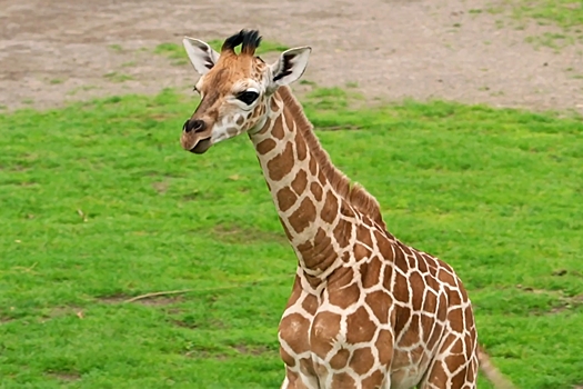 Самолет врезался в жирафа в Кении