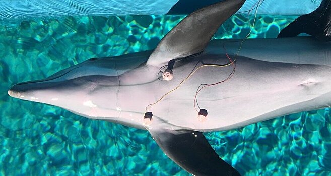 Дельфины замедляют сердцебиение перед погружением