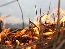 Чайка подсчитал ущерб бюджета из-за лесных пожаров