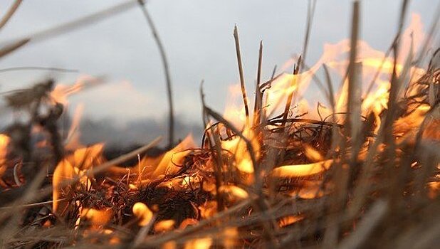 Россия потеряла 15 млрд рублей из-за лесных пожаров