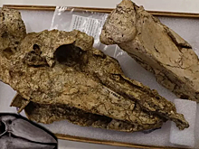 В Австралии обнаружен череп доисторического «гигантского гуся»