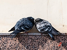 Нижегородский эколог рассказал, чем опасны городские голуби