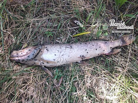 Мальки, рыба и раки: на берегу водоема в Ростовской области обнаружили мертвых речных обитателей