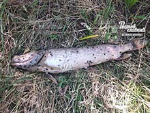 Мальки, рыба и раки: на берегу водоема в Ростовской области обнаружили мертвых речных обитателей