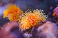 В Приморском океанариуме кораллы поместили в карантин