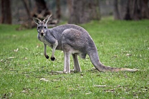 За что кенгуру поместили на герб Австралии