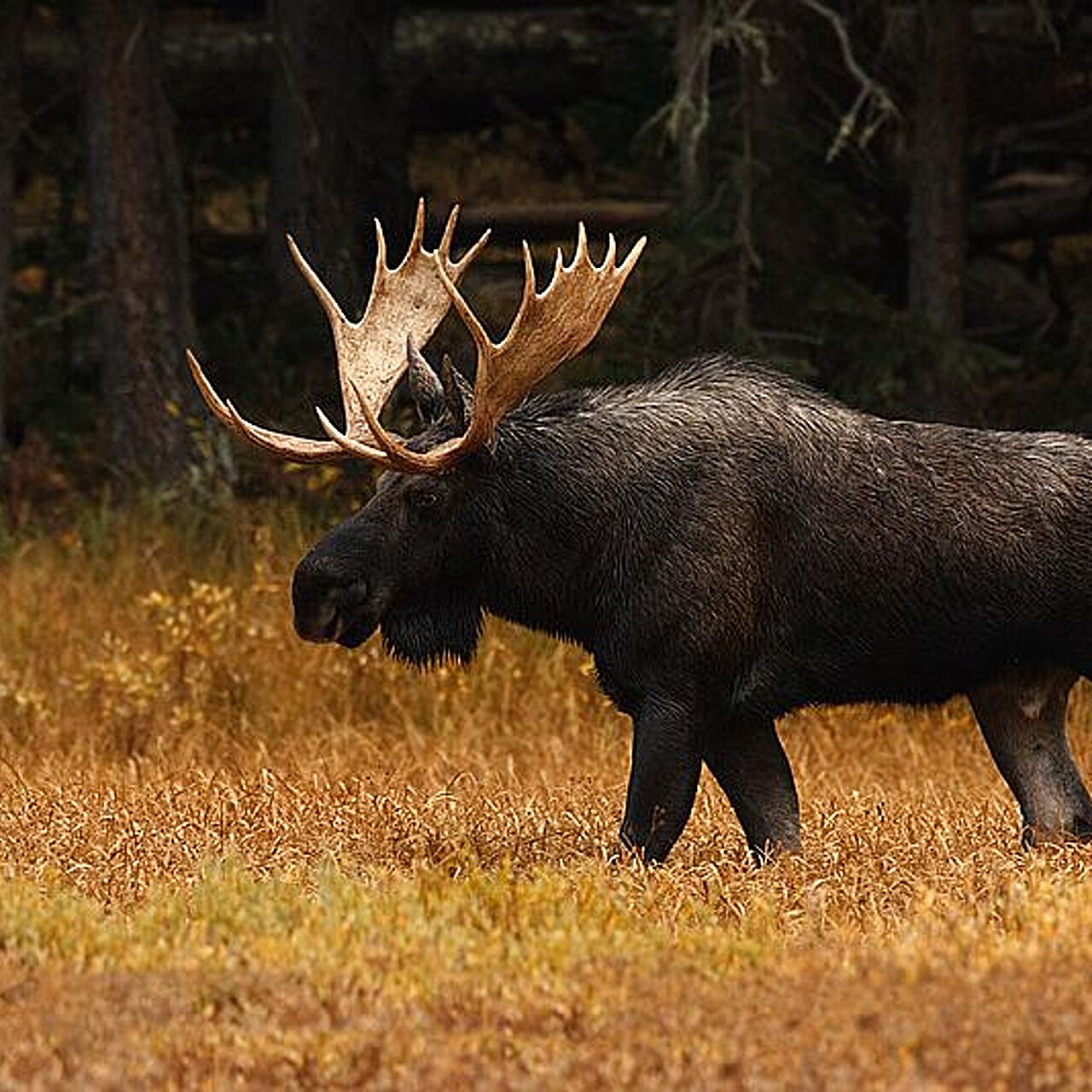 Самый большой олень в лесах северной америки. Лось Северной Америки. Йеллоустоунский Лось. Европейский и американский Лось. Лось меланист.